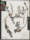 Foto von Salix repens L.